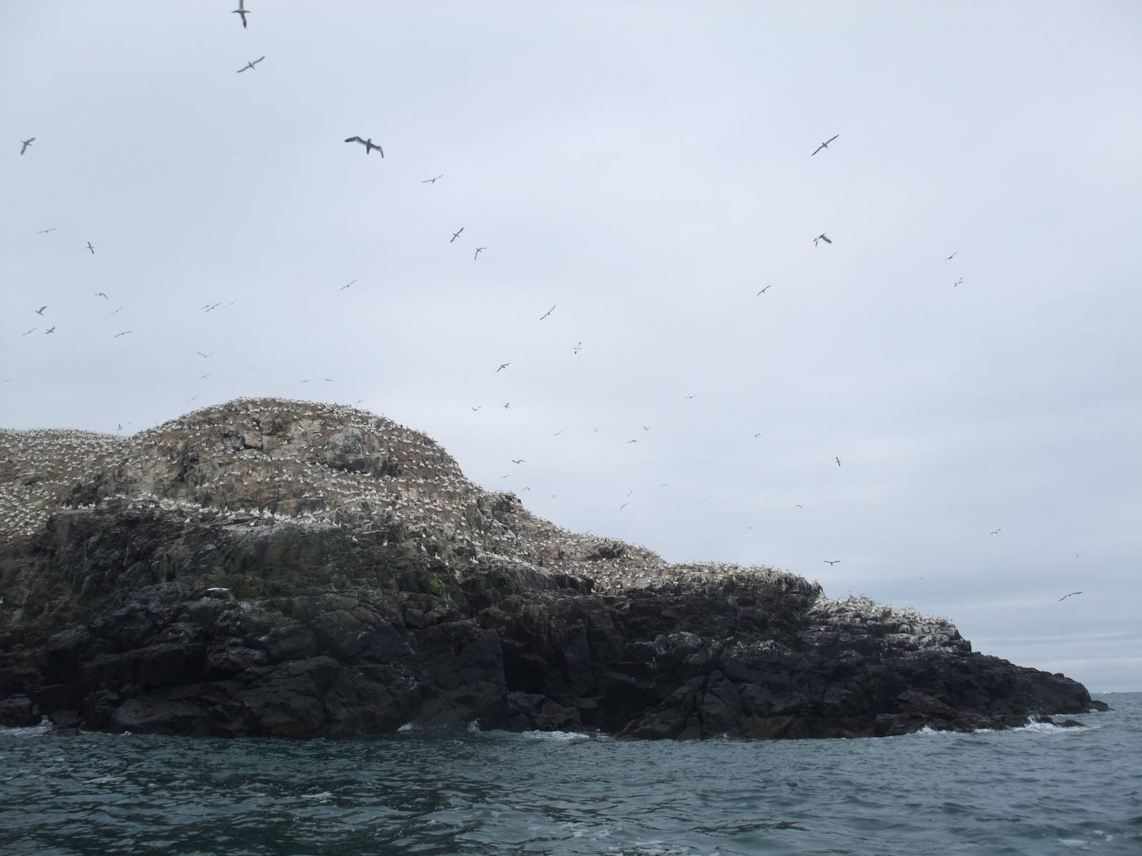 Gannet Colony - Grassholm, 01/08/11