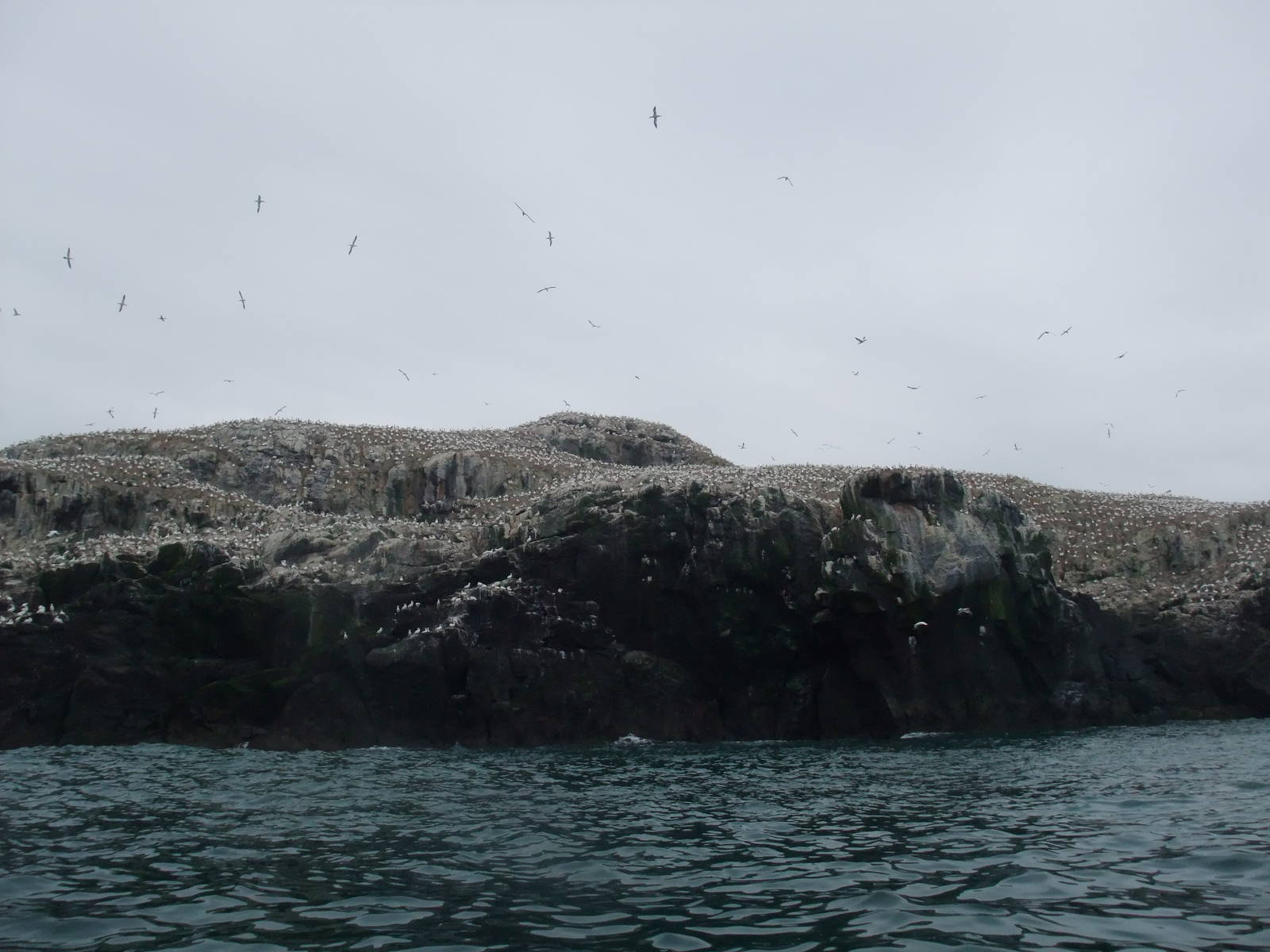 Gannet Colony - Grassholm, 01/08/11