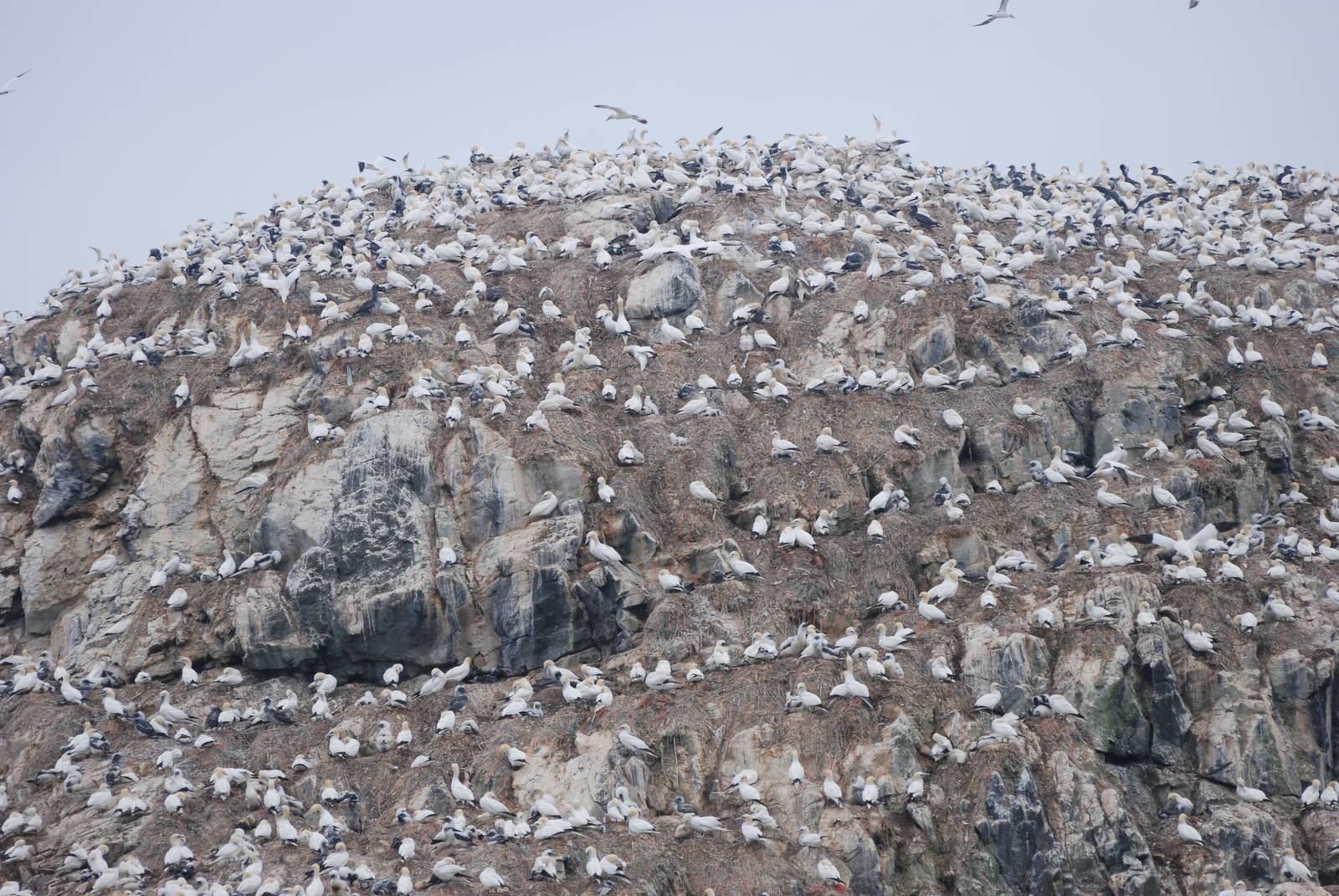 Gannet Colony - Grassholm, 01/08/11