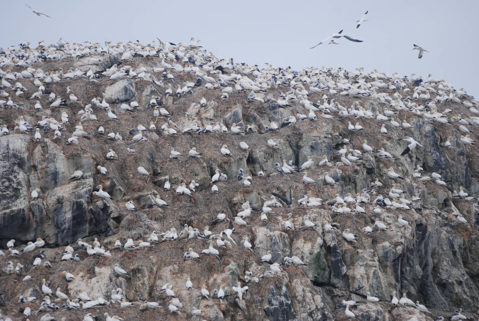Gannet Colony - Grassholm, 01/08/11