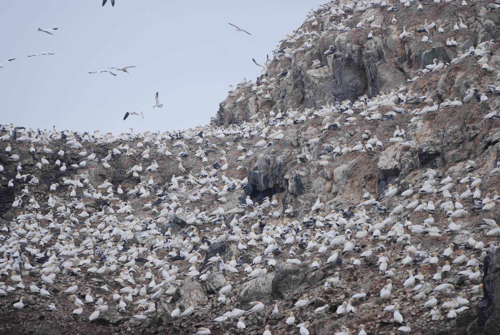 Gannet Colony - Grassholm, 01/08/11