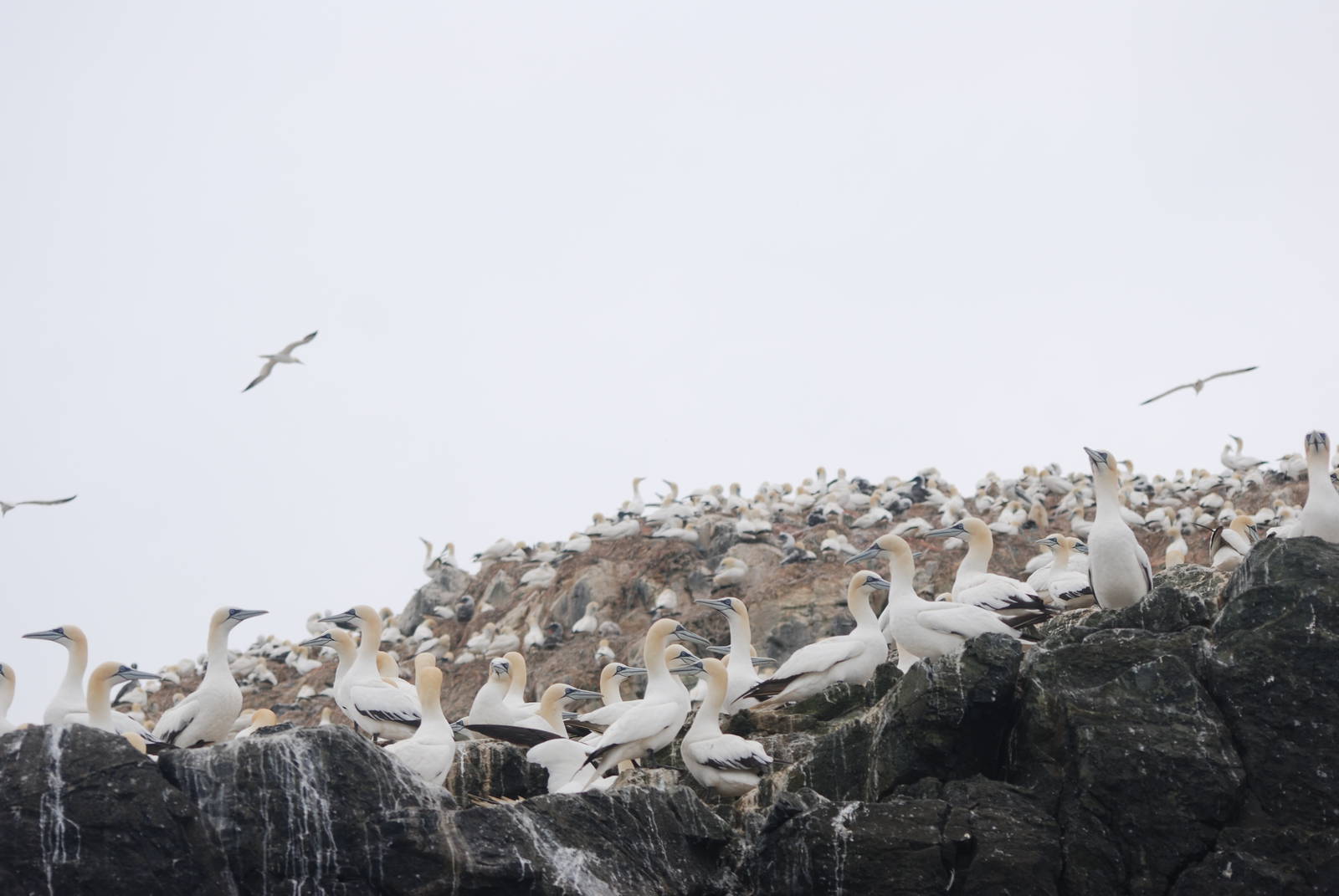 Gannet Colony - Grassholm, 01/08/11