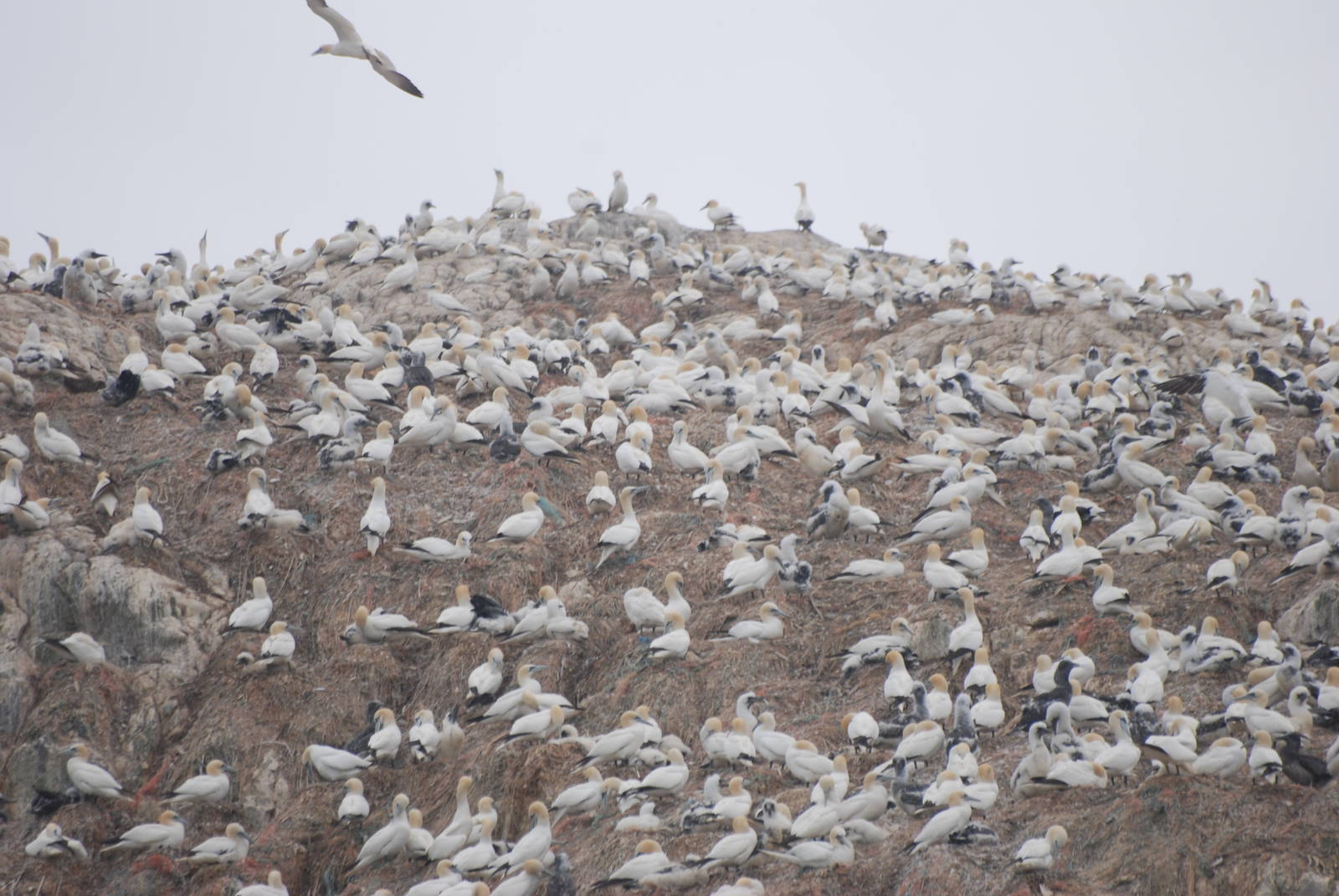 Gannet Colony - Grassholm, 01/08/11