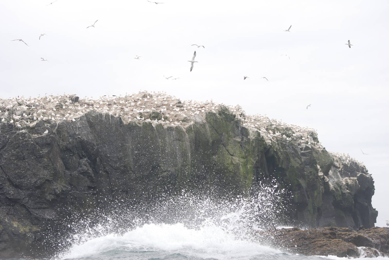 Gannet Colony - Grassholm, 01/08/11