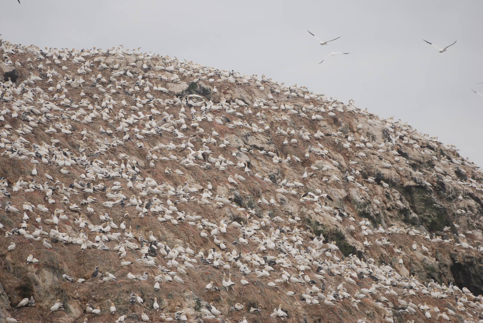 Gannet Colony - Grassholm, 01/08/11