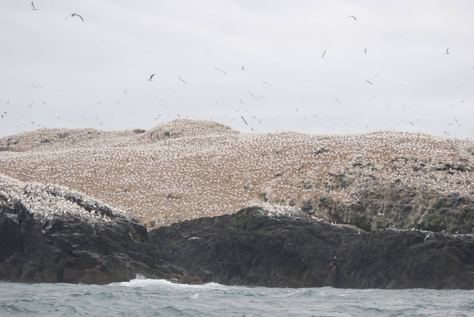Gannet Colony - Grassholm, 01/08/11