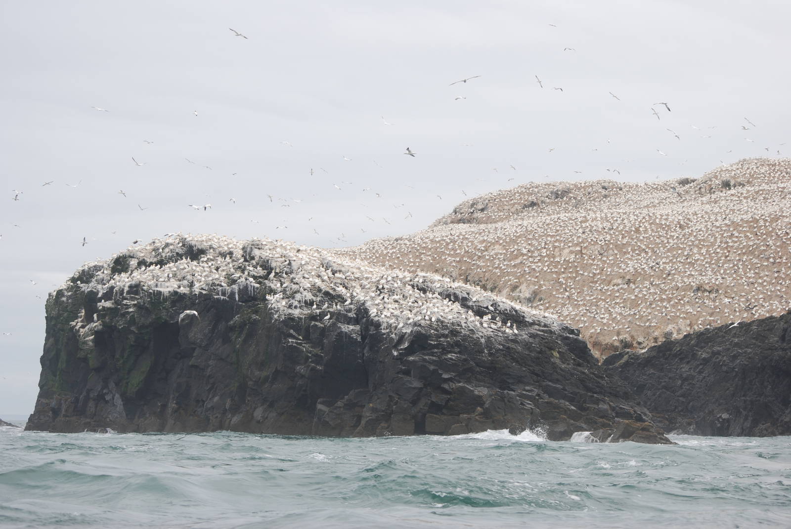 Gannet Colony - Grassholm, 01/08/11