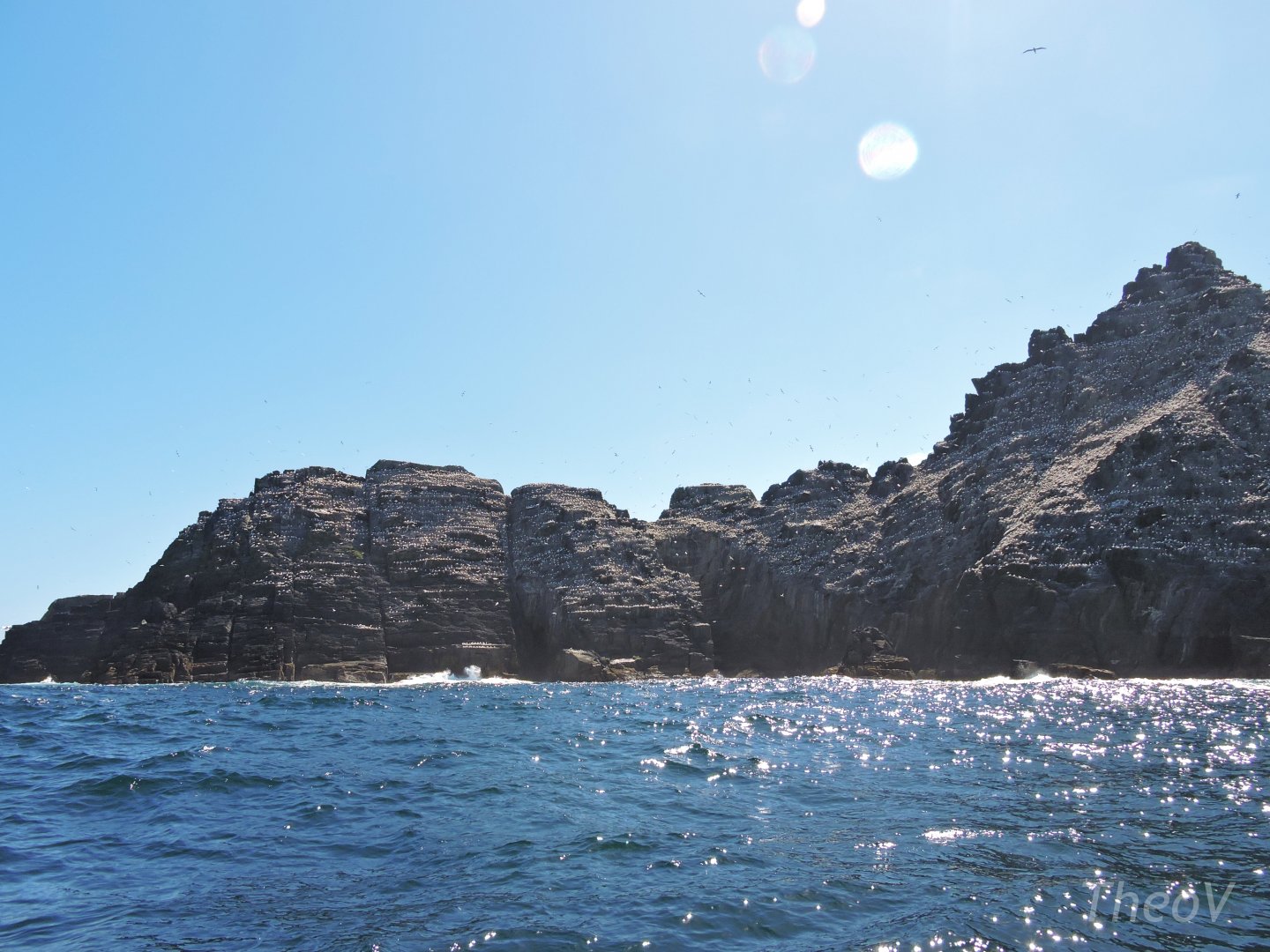 Gannet colony - Little Skellig [2016]