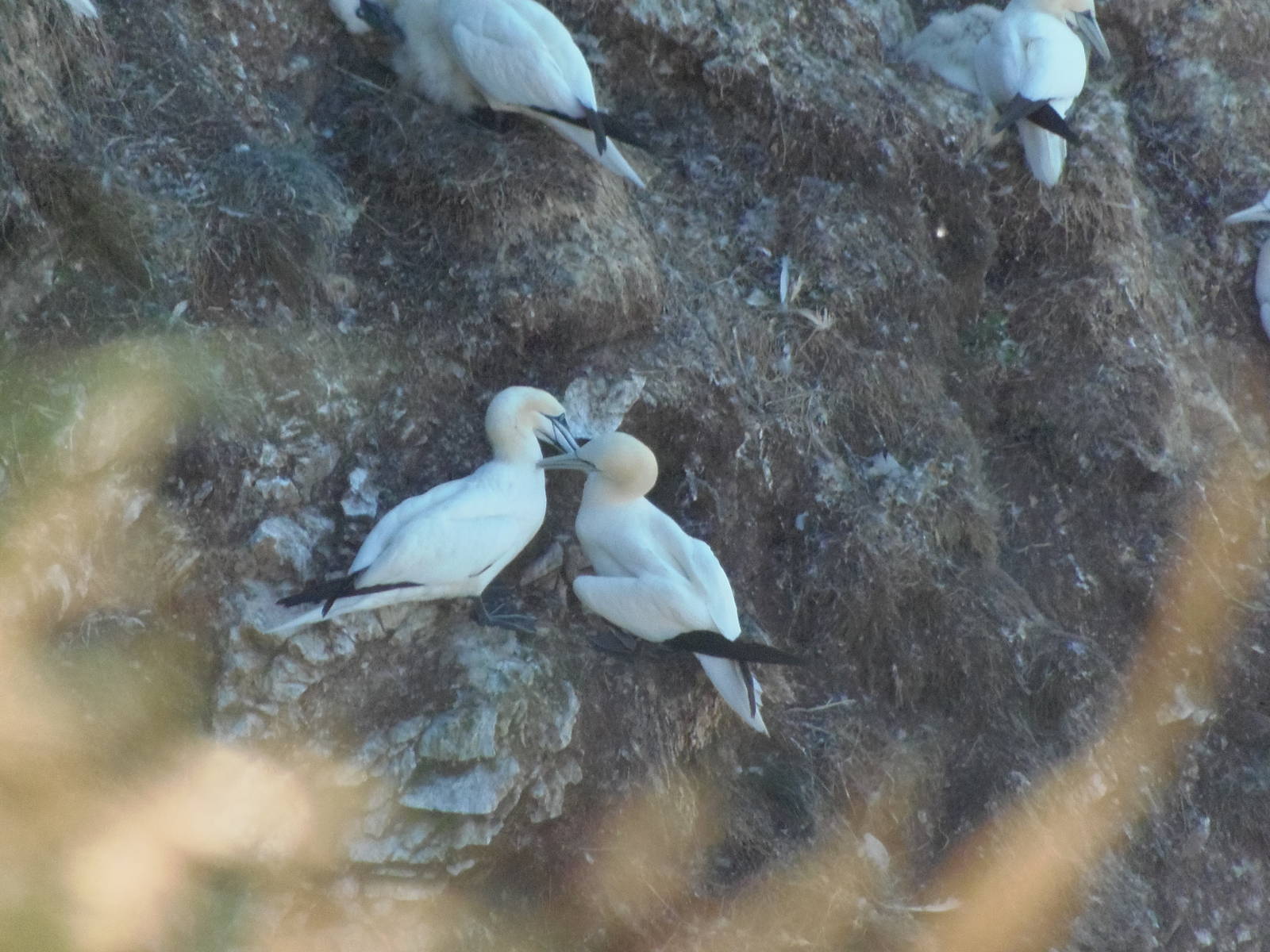 gannet courtship ritual