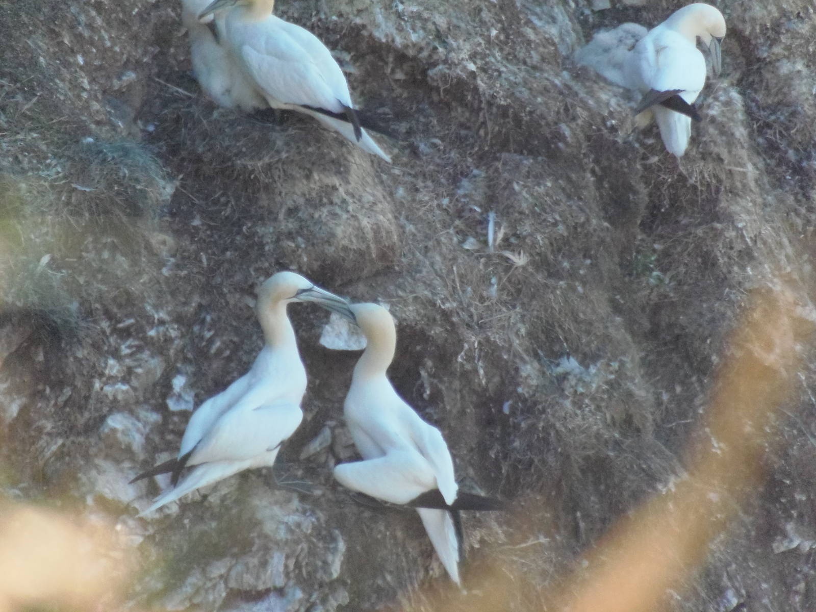 gannet courtship ritual
