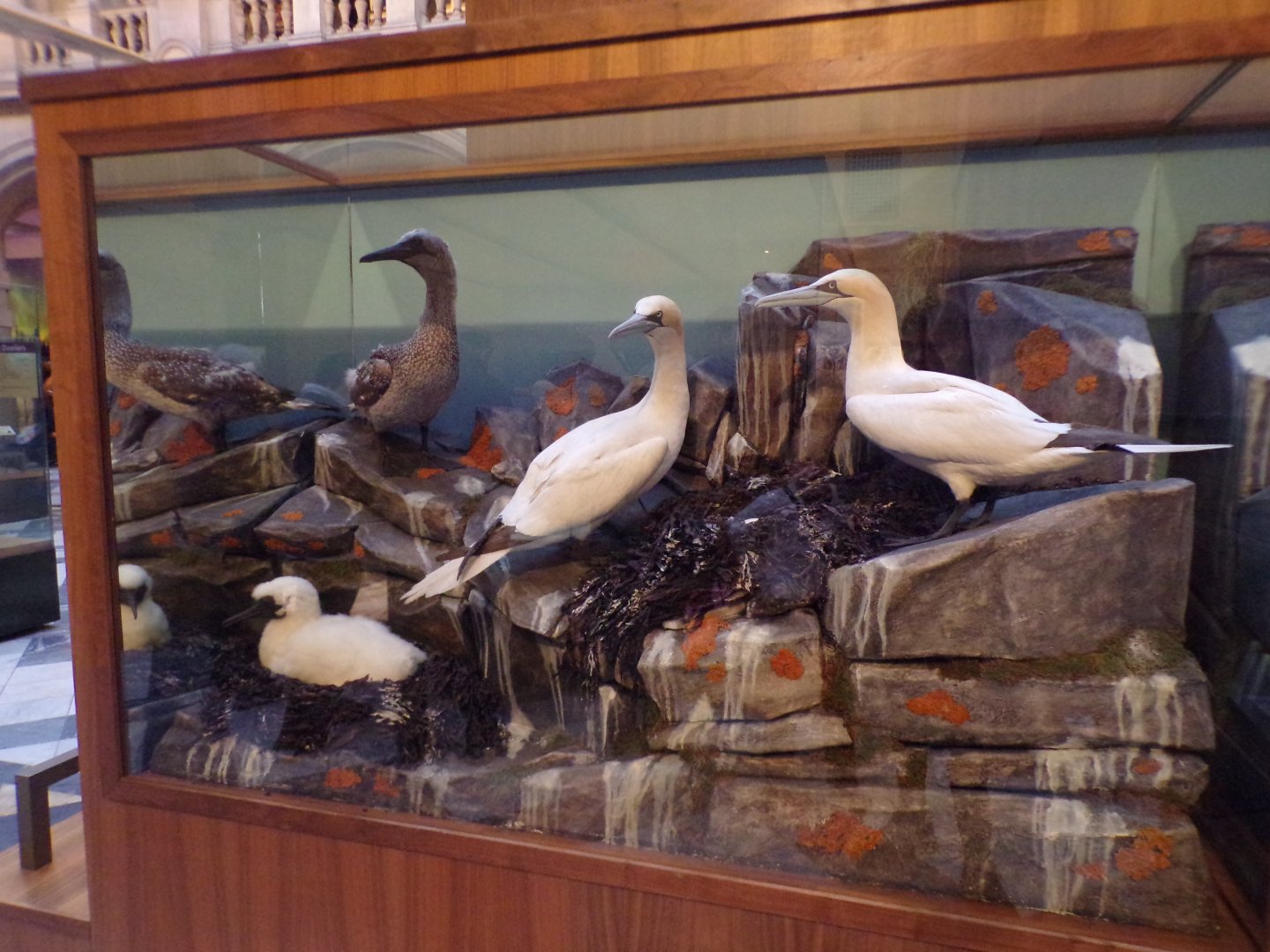 Gannet display (taken at Kelvingrove museum) 12.2.24