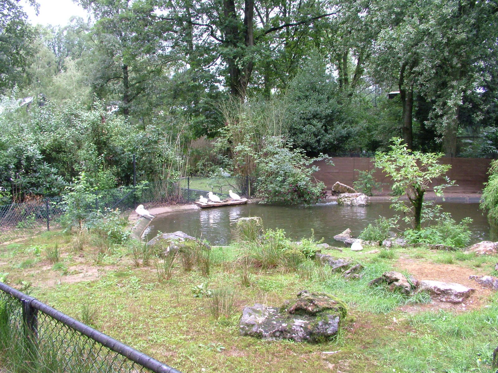 Gannet Exhibit at Burgers Zoo Arnhem, 29/08/10