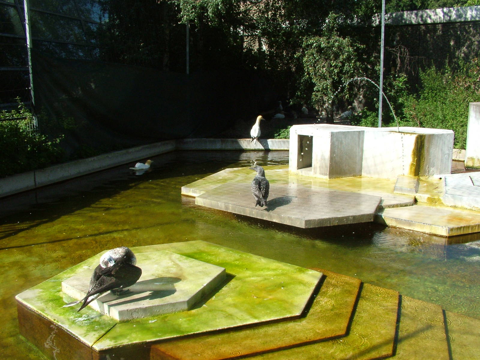 Gannet Exhibit at Wilhelma, Stuttgart 02/09/10