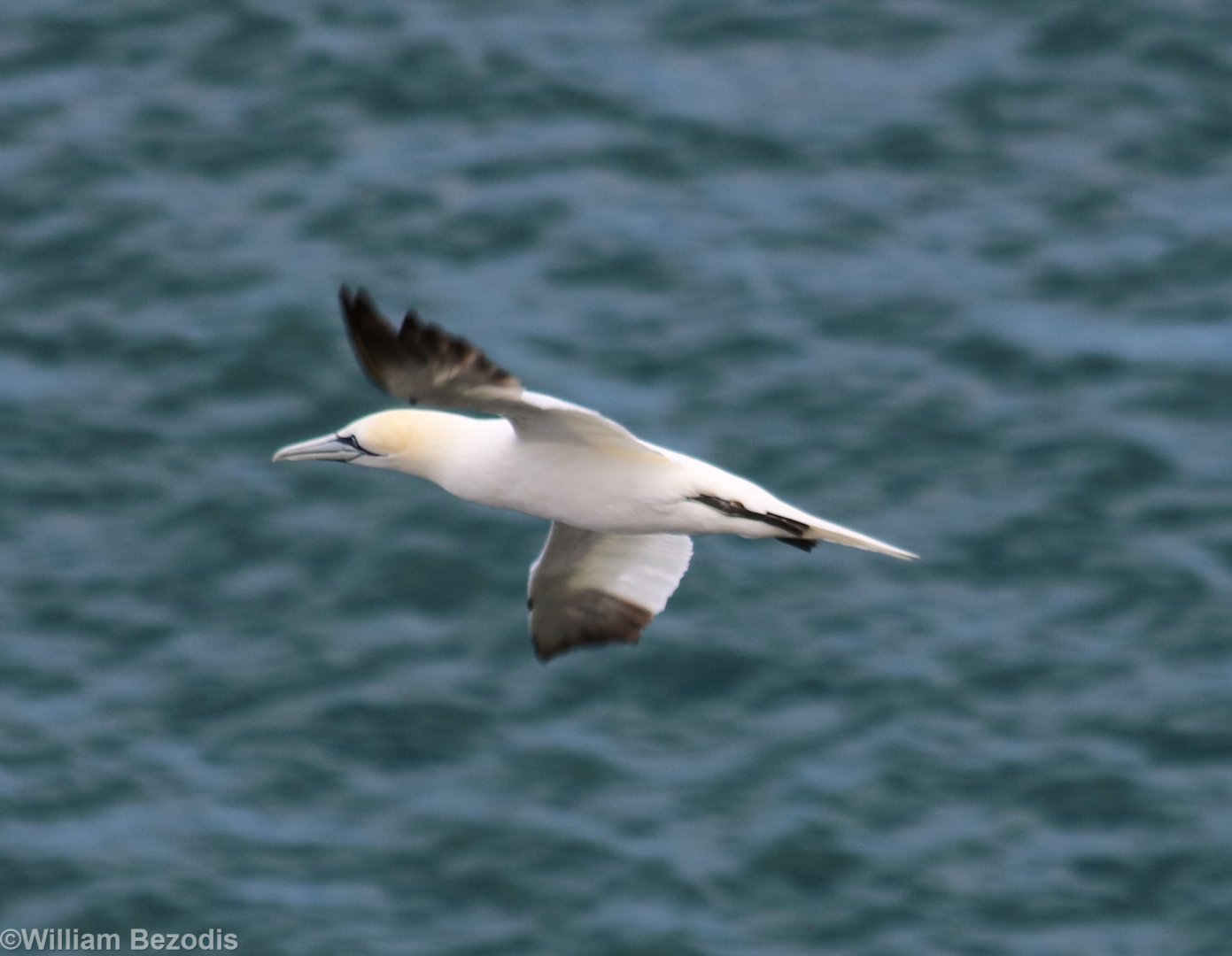 Gannet in Flight - RSPB Bempton Cliffs