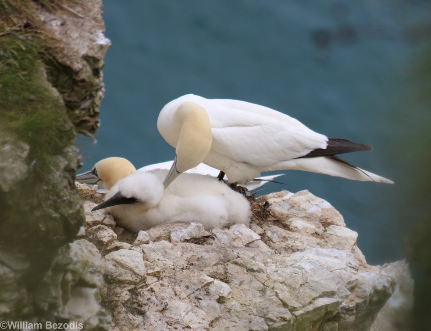 Gannet Pair and Chick - RSPB Bempton Cliffs