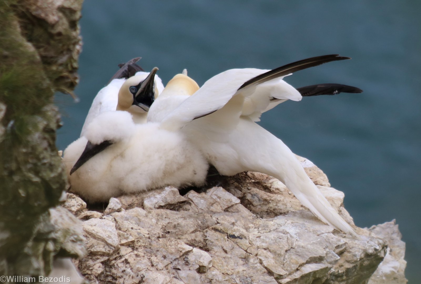 Gannet Pair Communicating and Chick - RSPB Bempton Cliffs