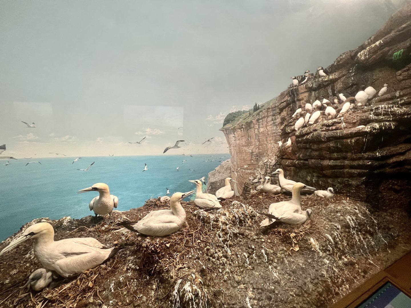 Gannets and other sea birds on the Gulf of St. Lawrence