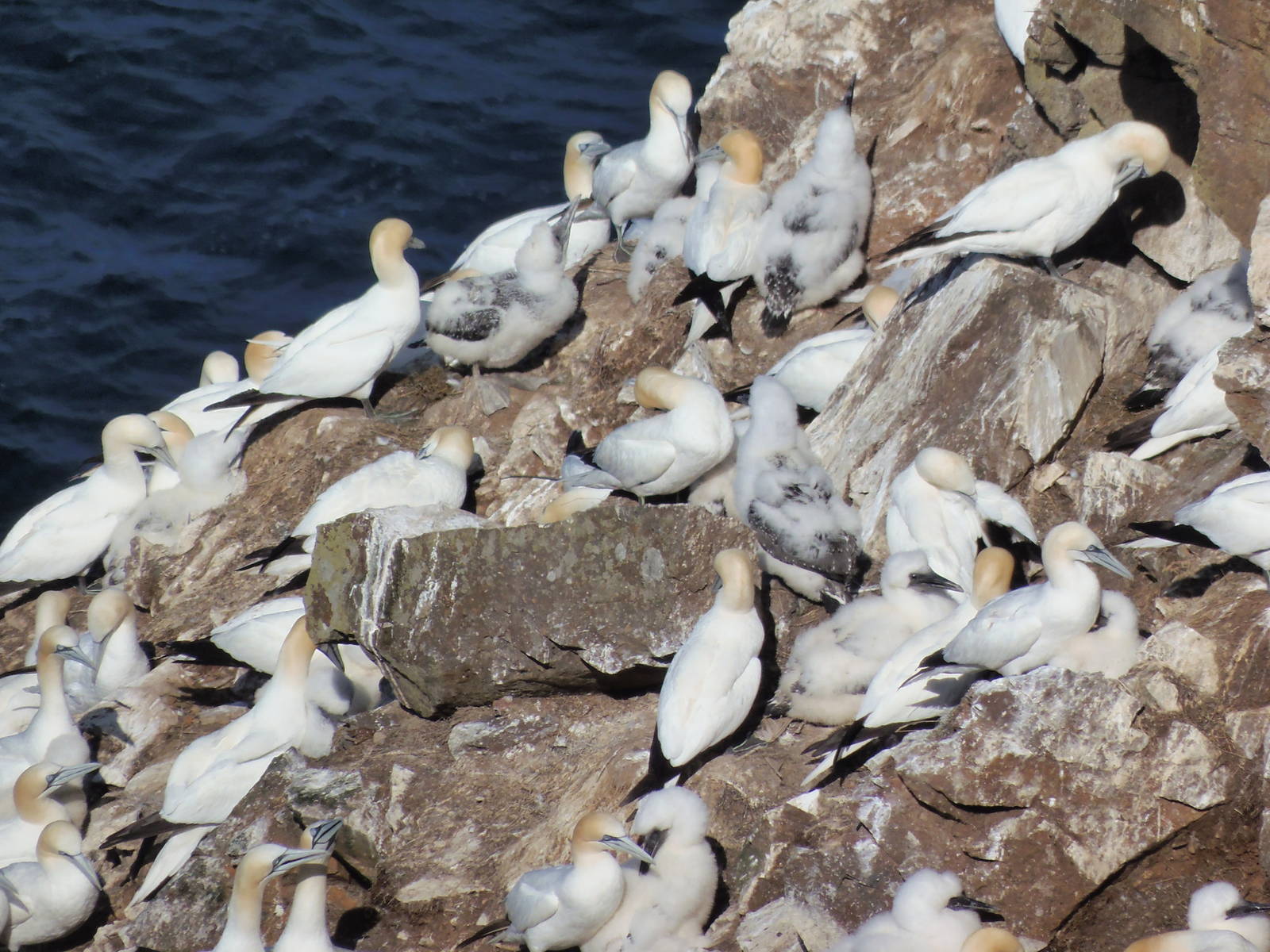 Gannets at troup head