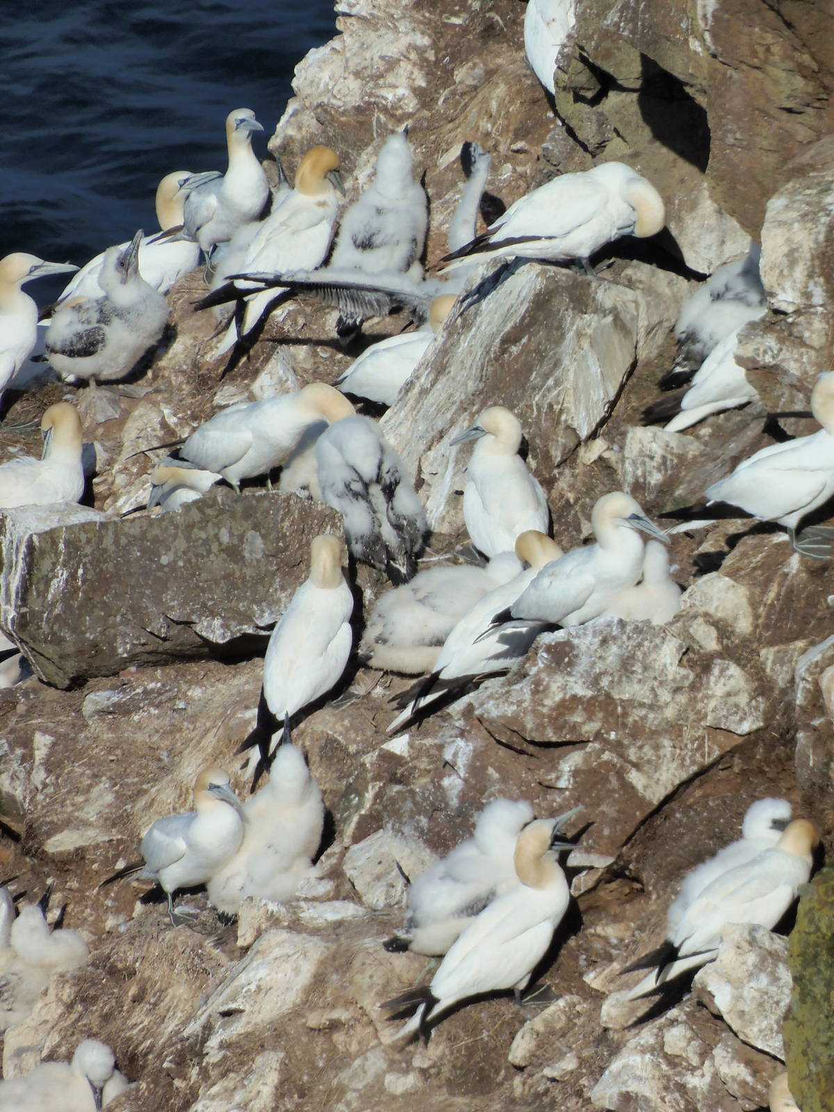Gannets at troup head