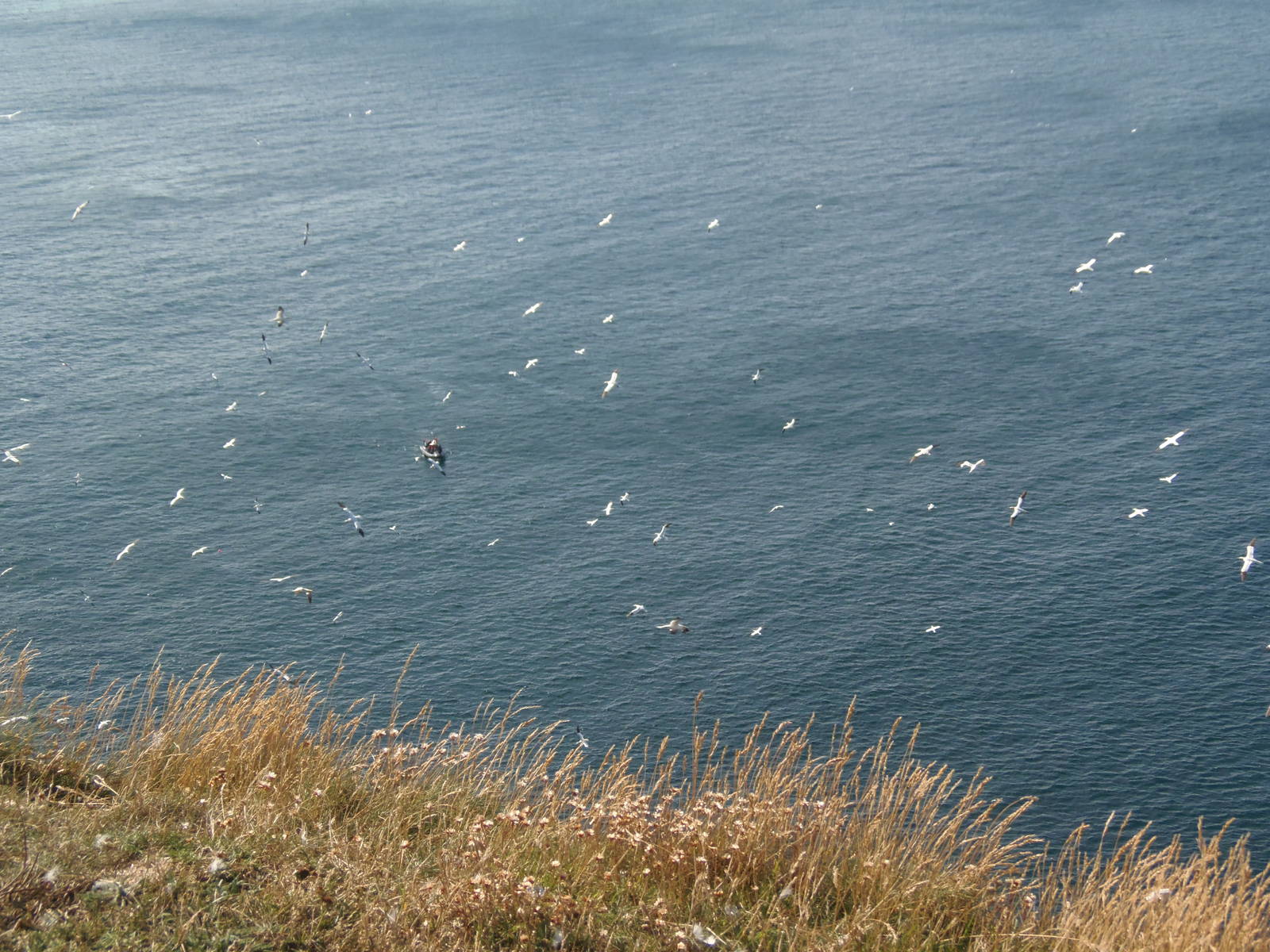 gannets at troup head