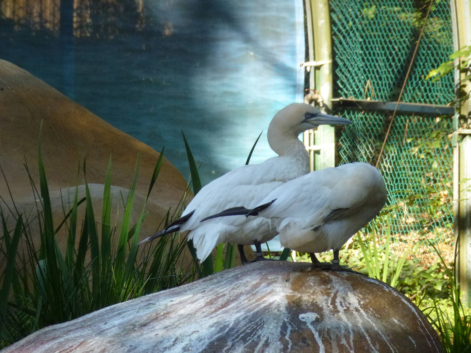Gannets, November 2013.