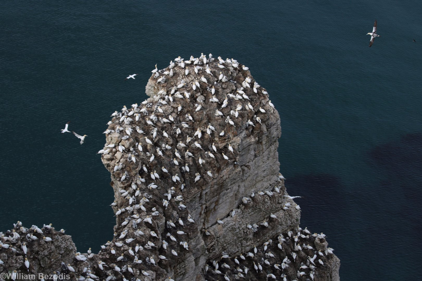 Gannets on a Rock - RSPB Bempton Cliffs