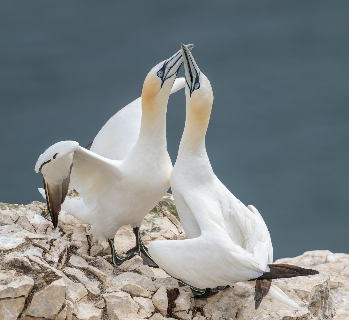 Gannets (wild) UK