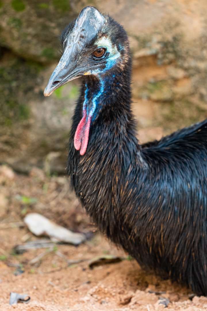 Gannicus, southern cassowary