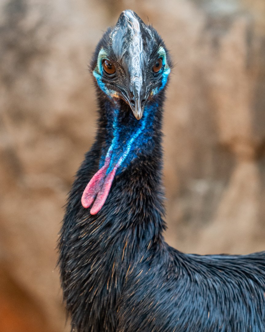 Gannicus, southern cassowary