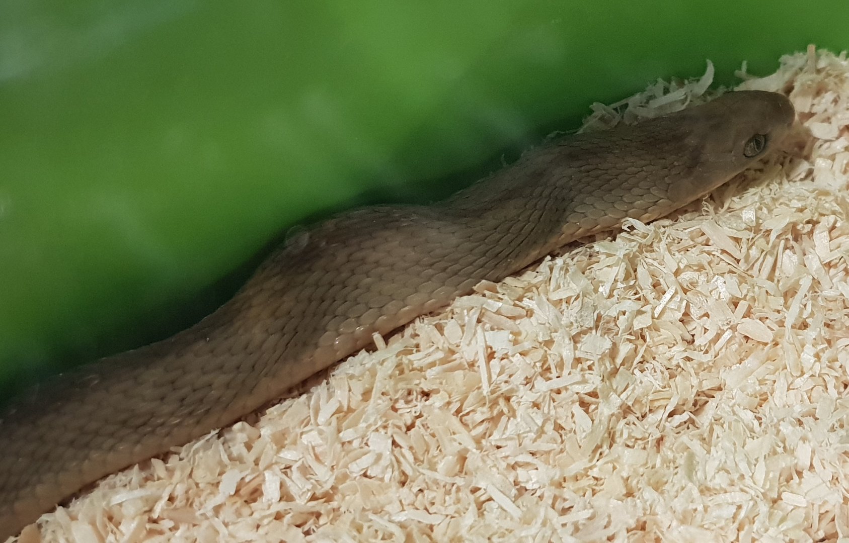 Gans egg-eating snake - Dasypeltis gansi