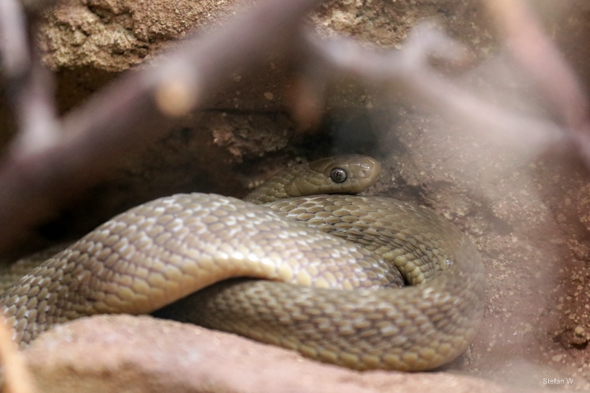 Gans' egg-eating snake (Dasypeltis gansi)