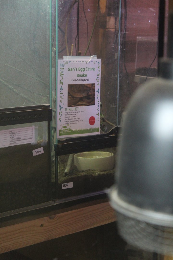 Gan's egg-eating Snake label