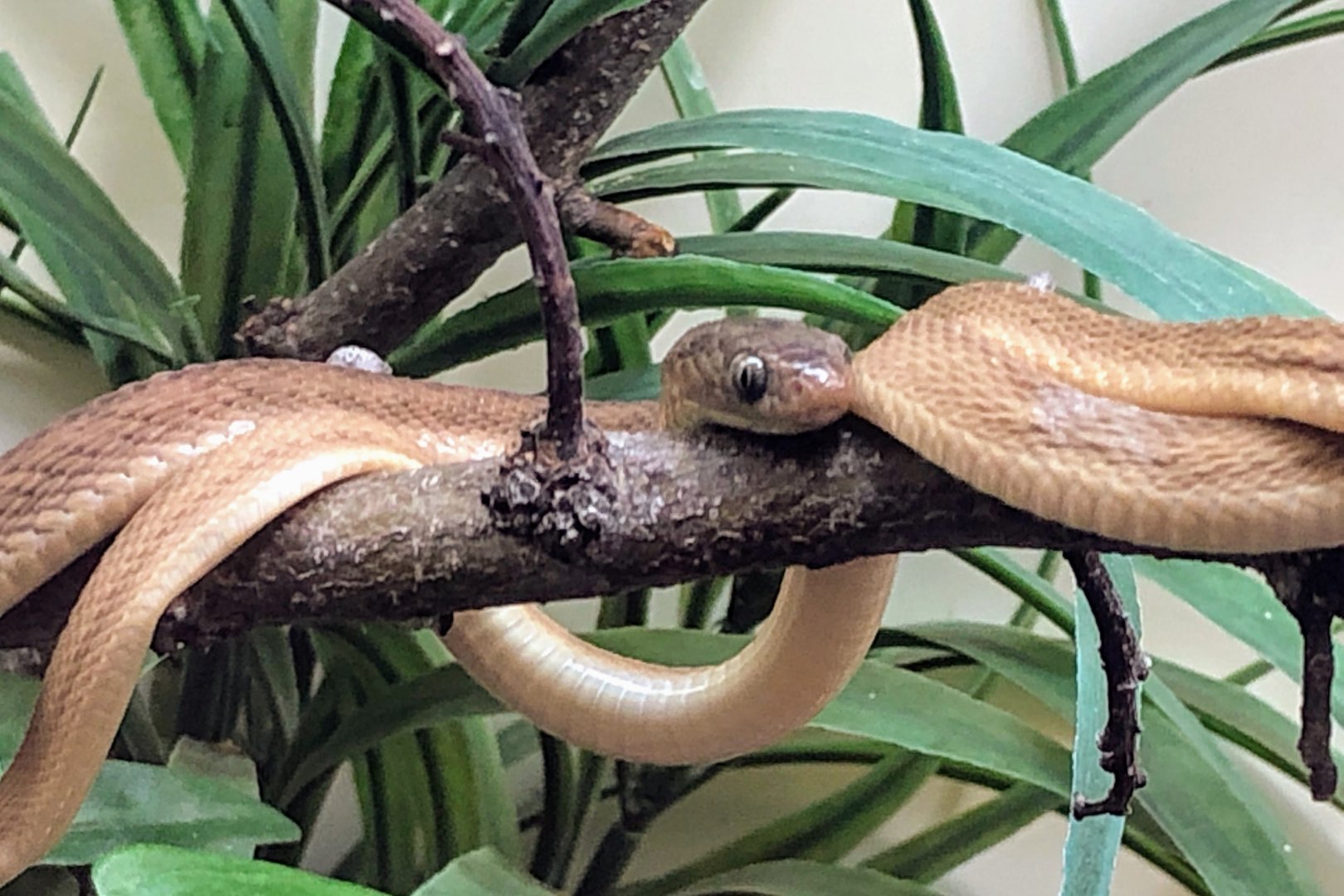 Gans's Egg-eating Snake