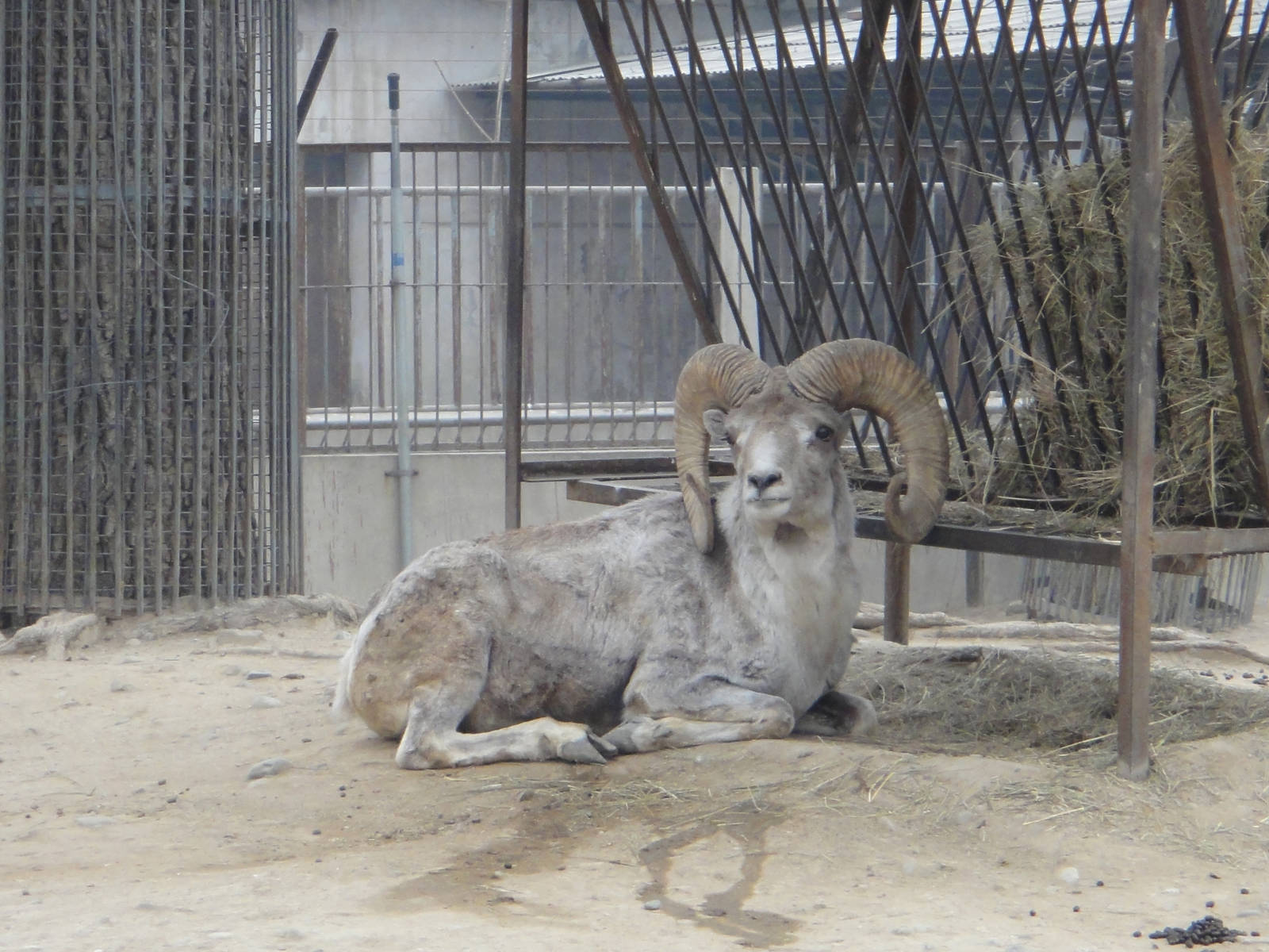 Gansu argali /Ovis ammon dalailama (male)