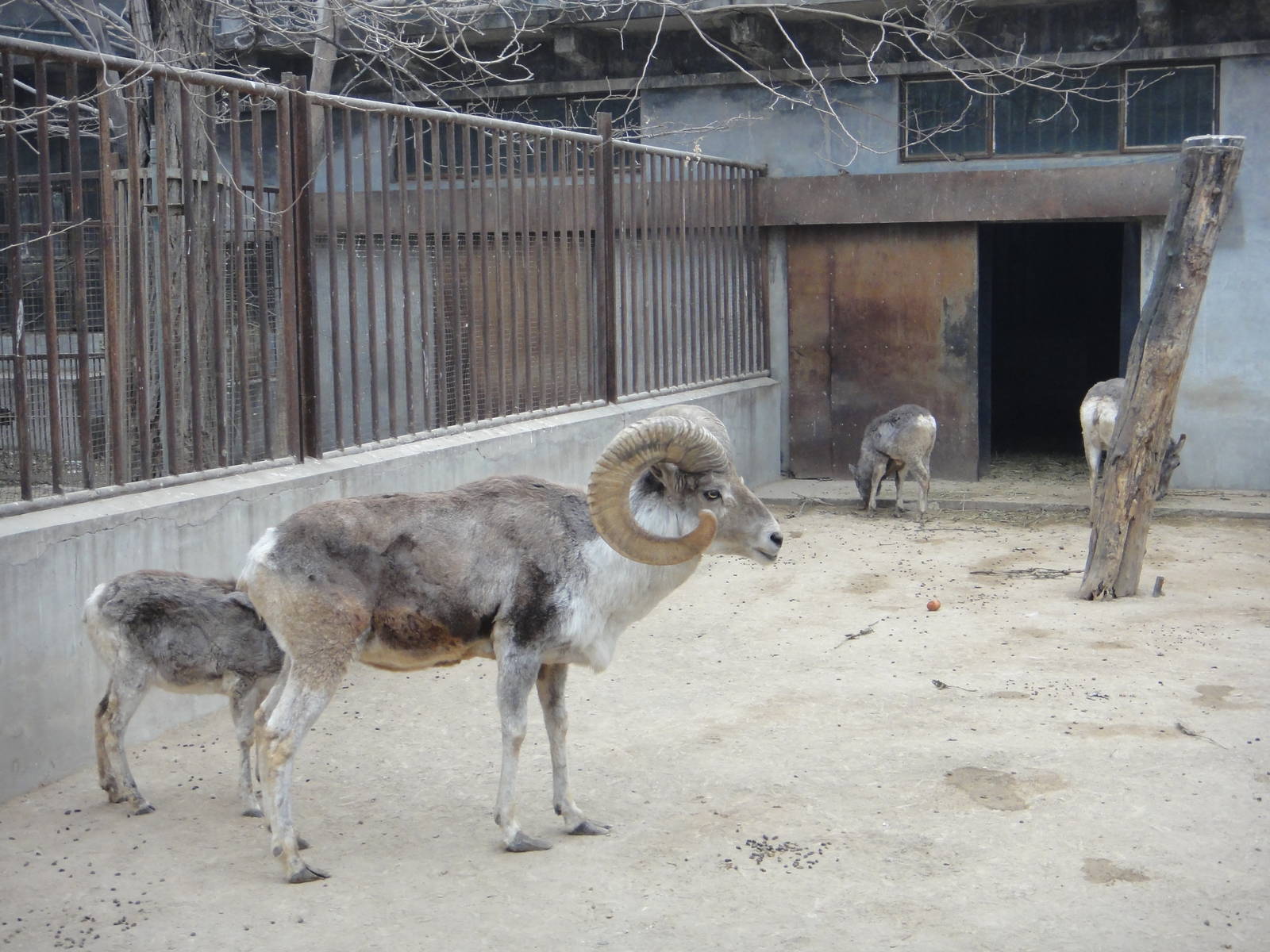 Gansu argali /Ovis ammon dalailama