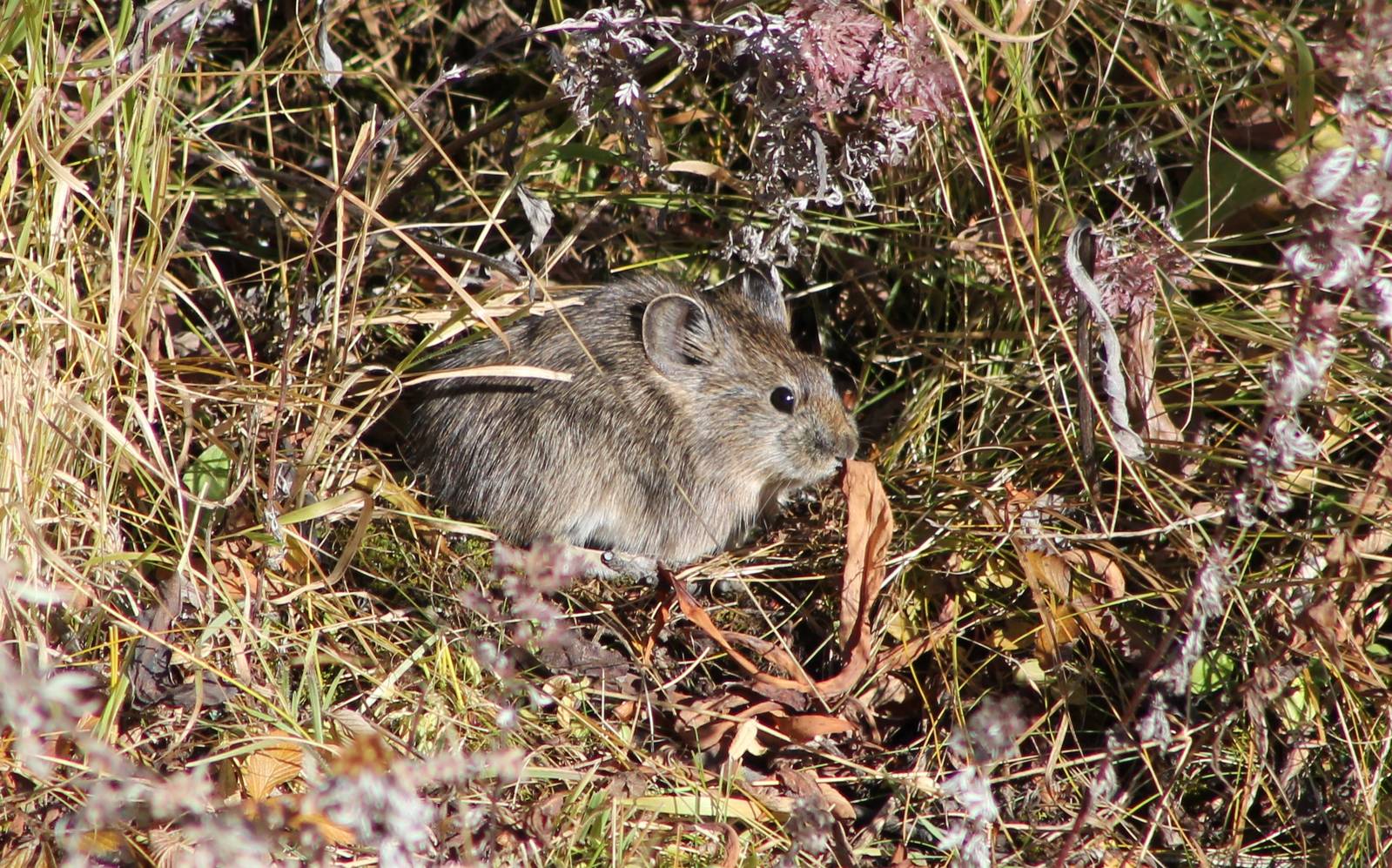 Gansu pika (Ochotona cansus)