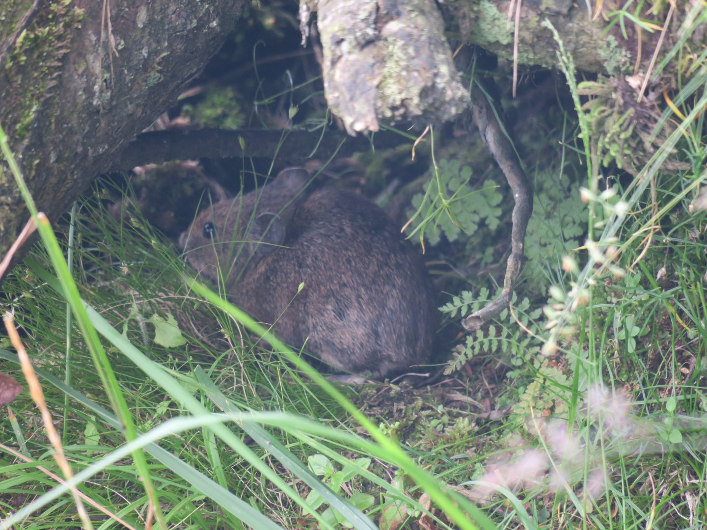 Gansu pika (Ochotona cansus)