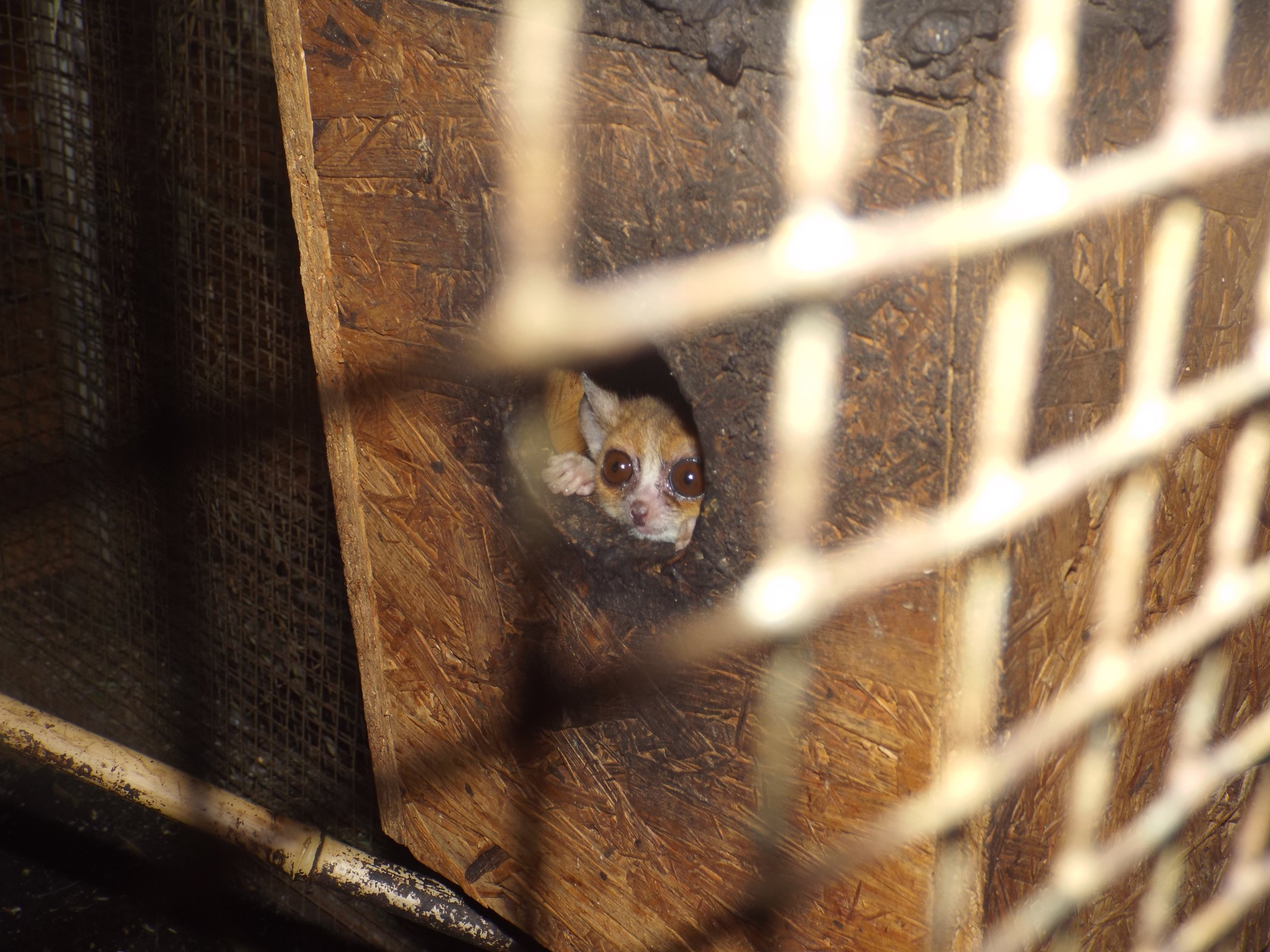 Ganzhorn's Mouse Lemur (Microcebus ganzhorni) at Plzen Zoo - June 20 2017