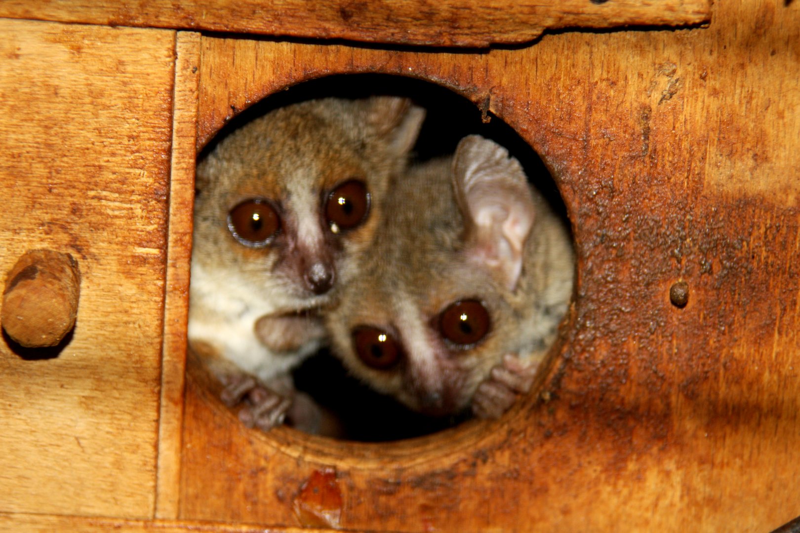 Ganzhorn's mouse lemur (Microcebus ganzhorni) possibly?