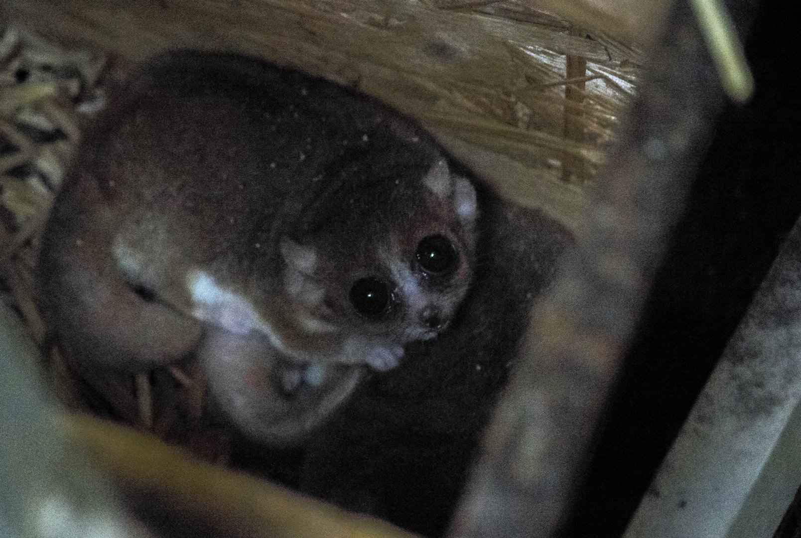 Ganzhorn's mouse lemur, Microcebus ganzhorni