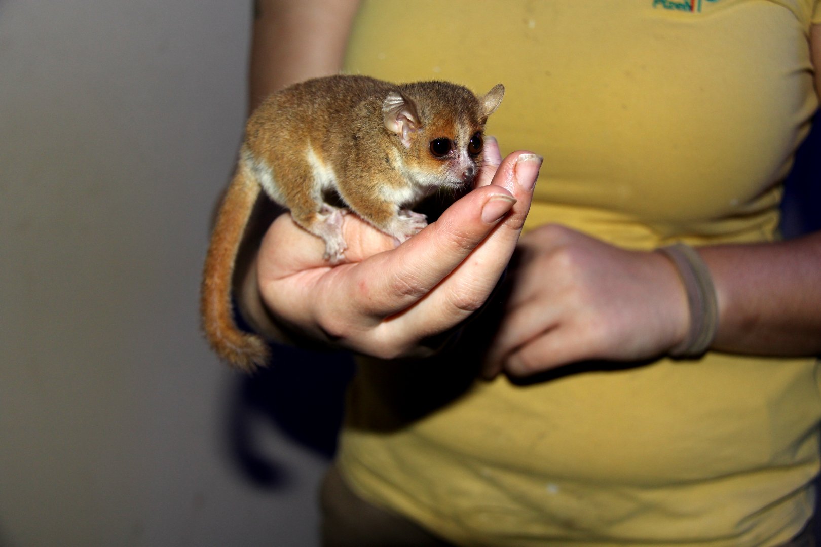 Ganzhorn's mouse lemur (Microcebus ganzhorni)