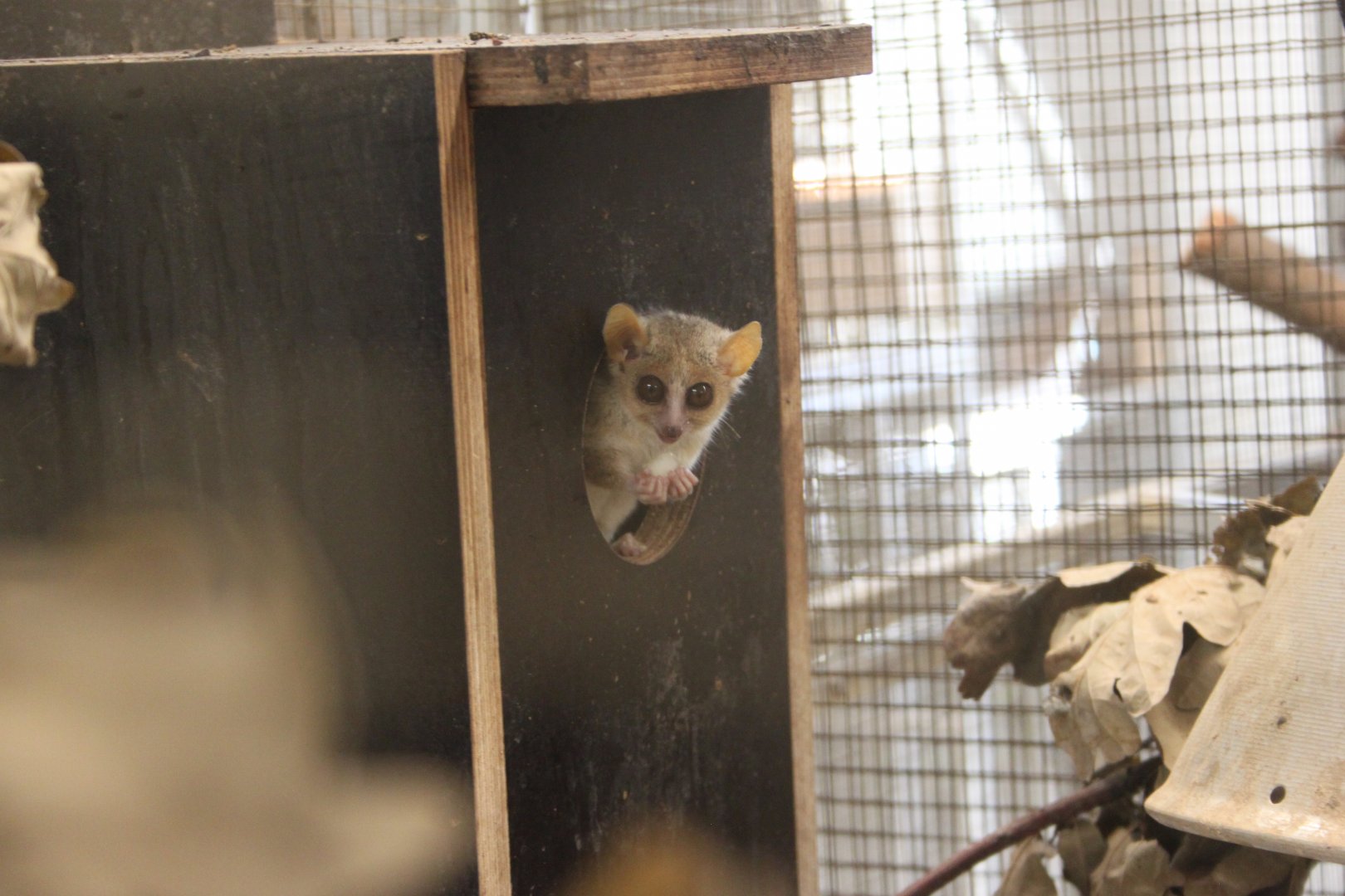 Ganzhorn's mouse lemur (Microcebus ganzhorni)
