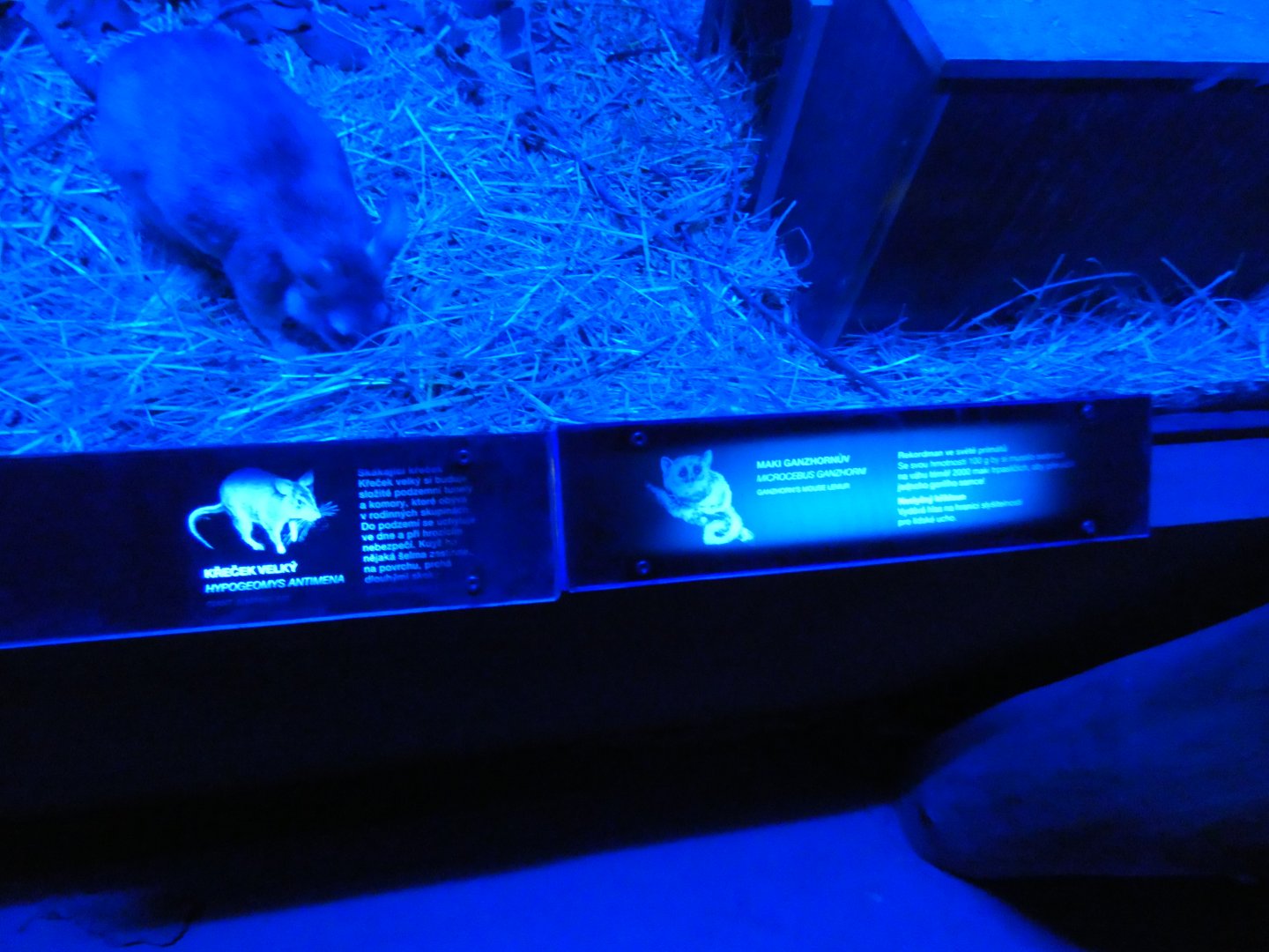 Ganzhorn's Mouse Lemur signage