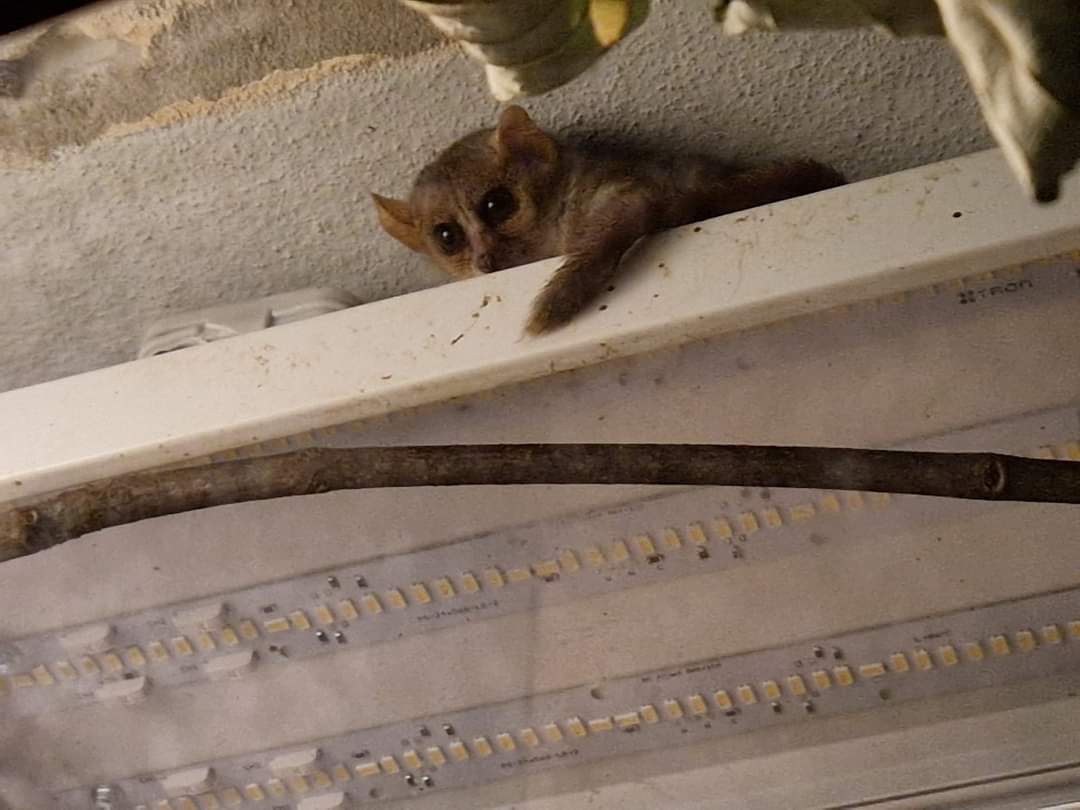 Ganzhorn's Mouse Lemur