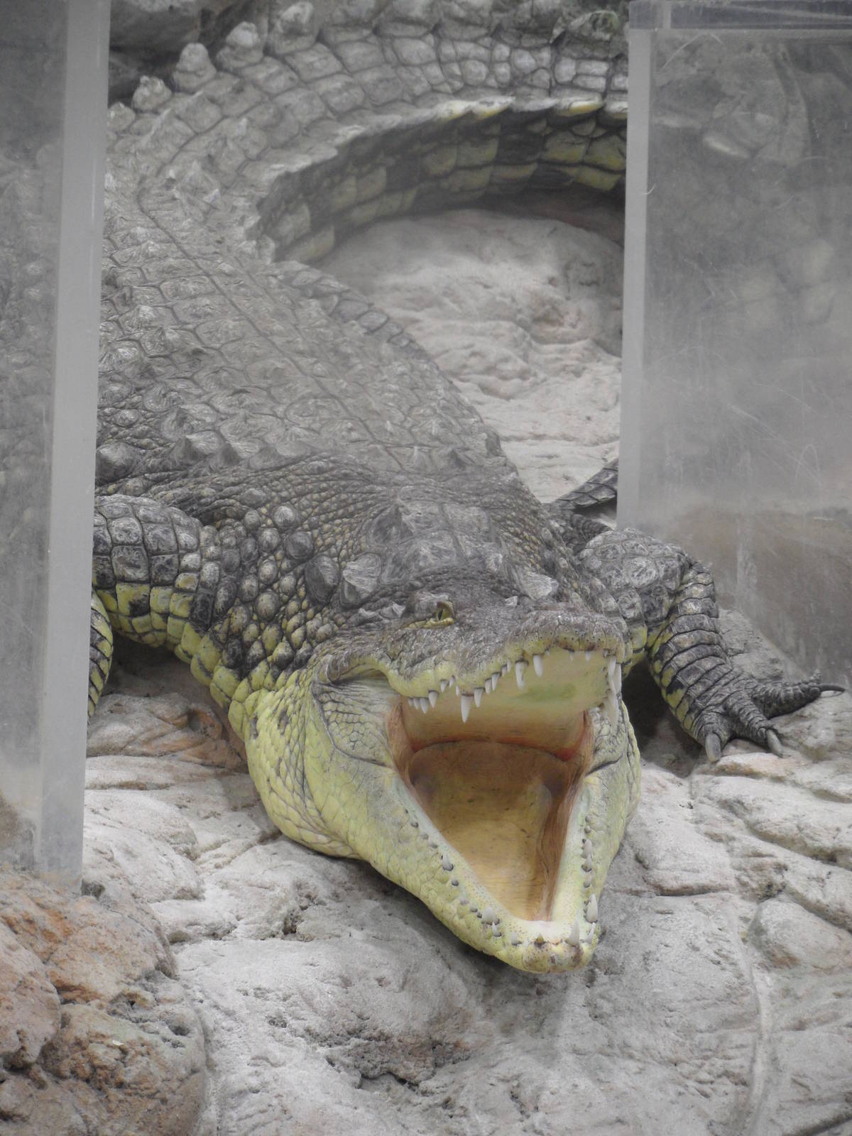 Gaping crocodile