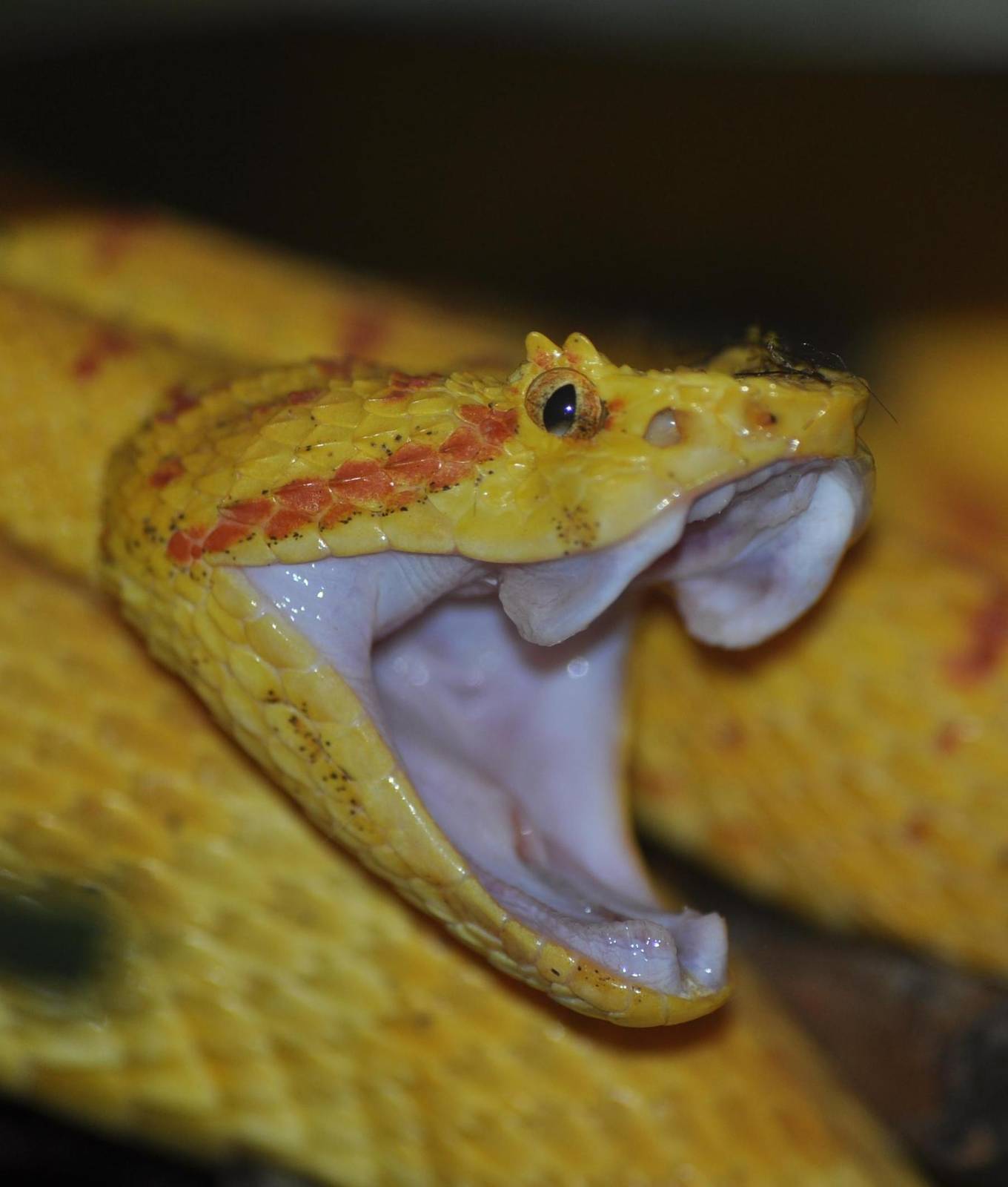 Gaping Eyelash Viper