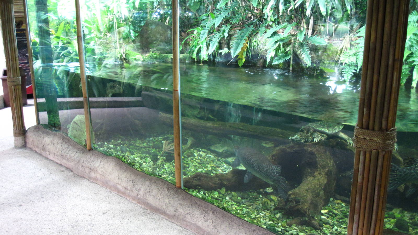 Gar and Snapping Turtle display, Singapore Zoo