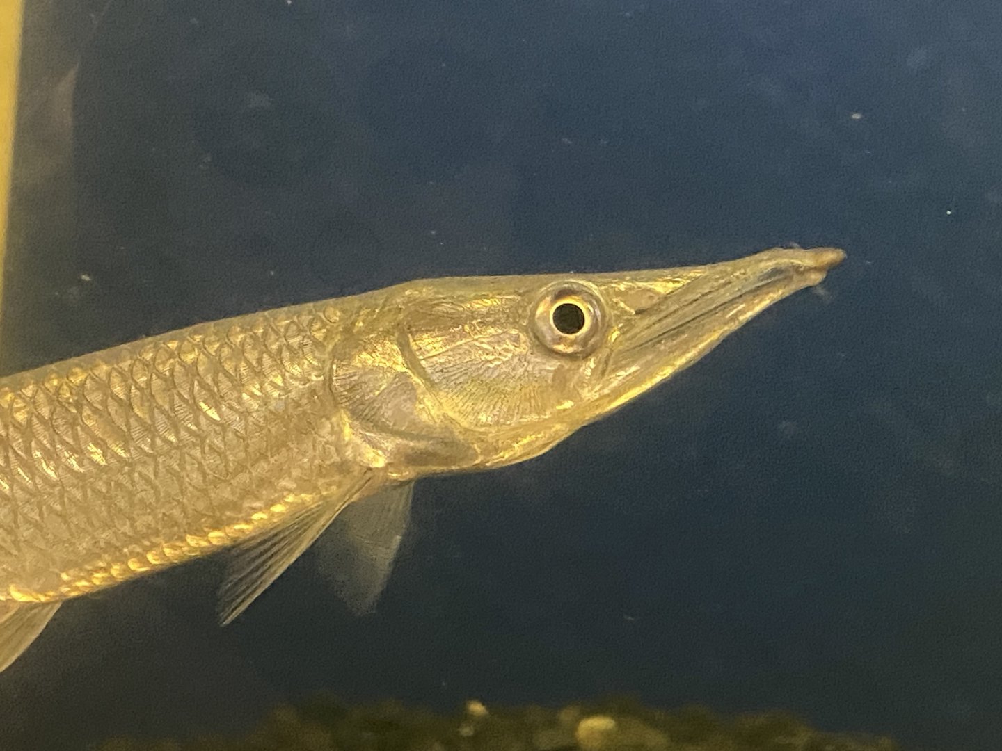 Gar characin