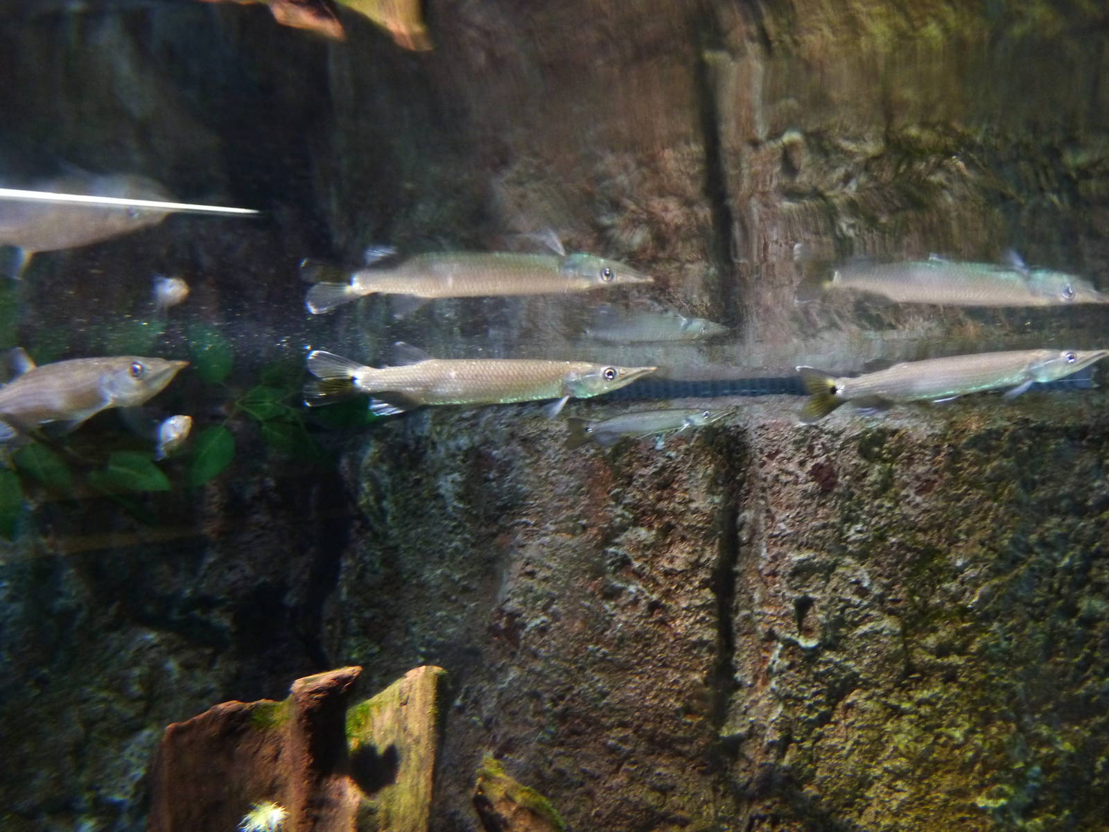 Gar characins, 10th April 2012
