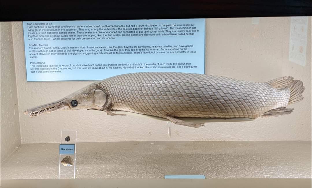 Gar (Lepisosteus sp.)